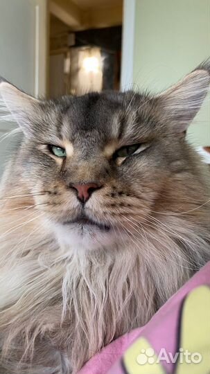 Кот для вязки мейн-кун