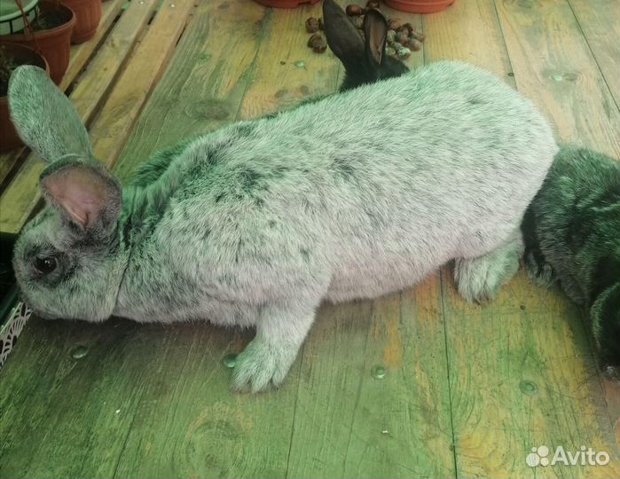 Продажа кроликов
