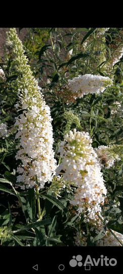 Многолетние цветы