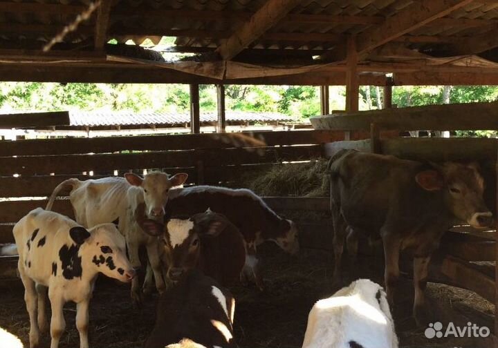 Телята-Бычки