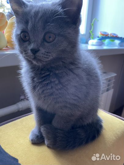 Кошка британка