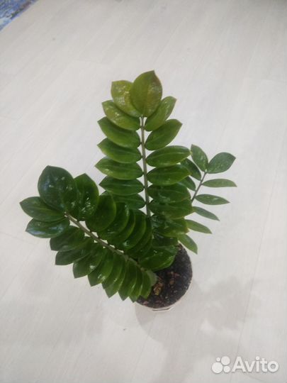 Замиокулькас