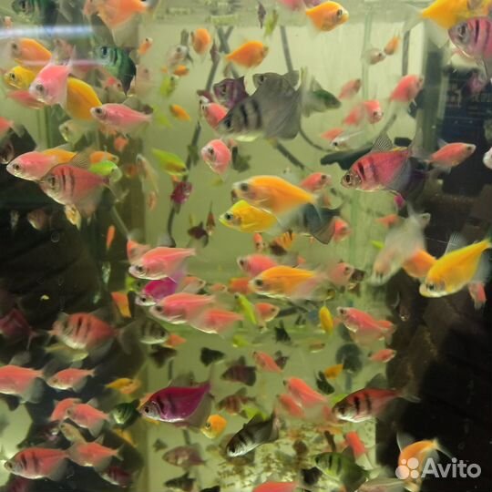 Продам аквариумных рыбок опт и розница