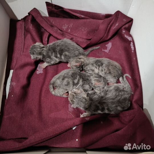 Котята в добрые руки