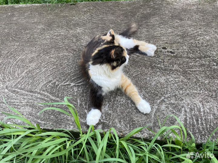 Кошки в добрые руки бесплатно