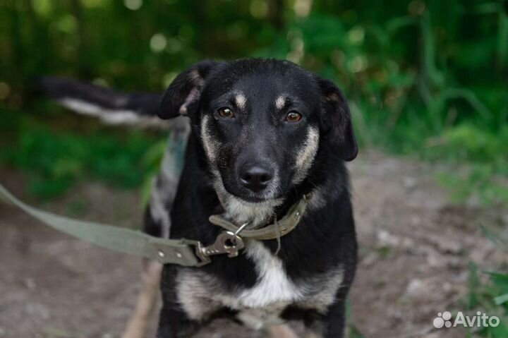 Собака Мафальда, 2 года, компаньон и звоночек