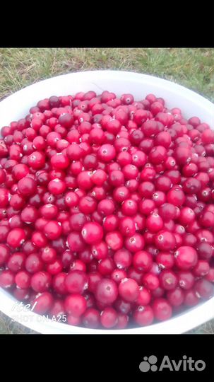 Клюква свежая