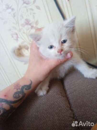 Отдам кота