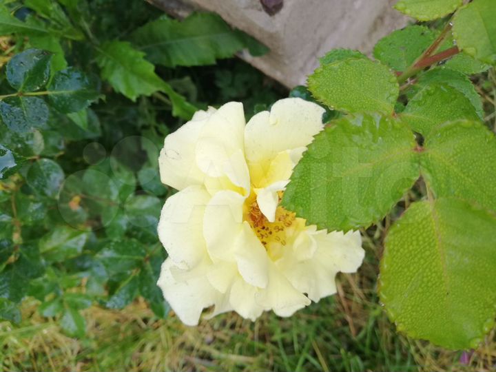 Участок 6 сот. (СНТ, ДНП)