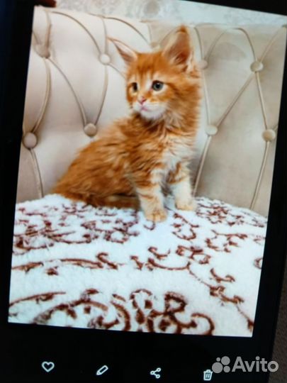 Кошка