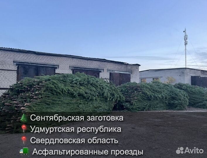 Елка сентябрьская рождественская опт