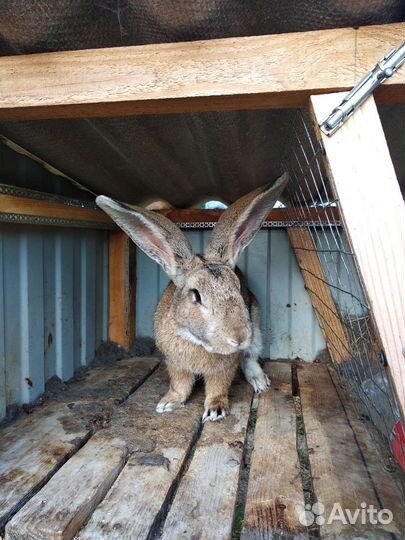 Кролики великаны