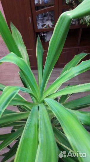 Юкка 220см комнатные цветы