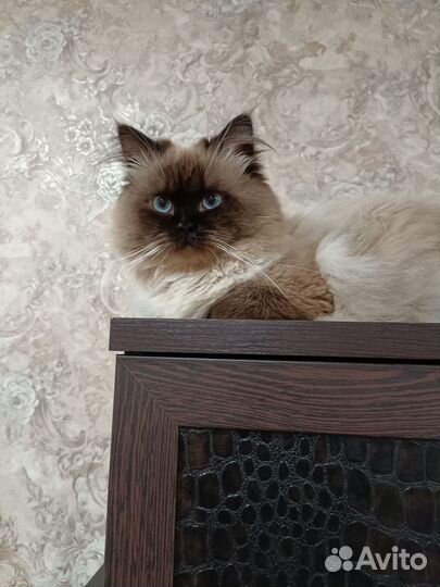 Персидский котенок