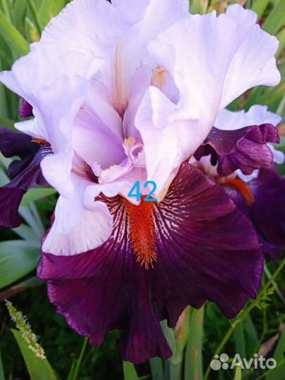 Ирисы бородатые сортовые