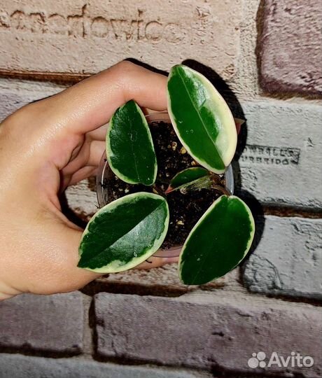 Укорененные хойи