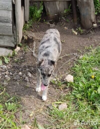Щенок 10 мес