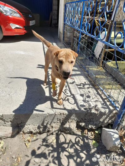 Отдам бесплатно