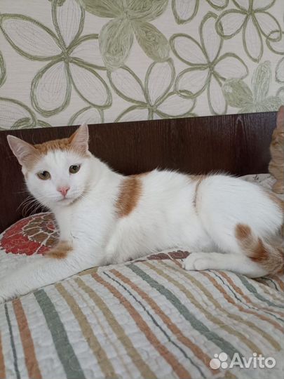 Котик в дар