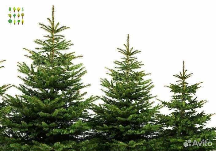 Саженцы ели с гарантией