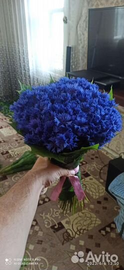 Васильки цветы