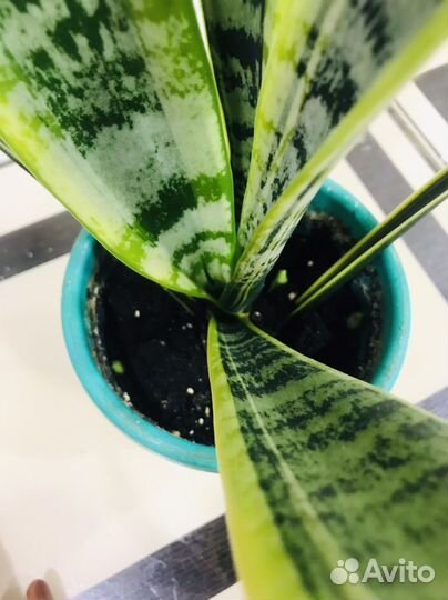 Сансевиерия Лауренти, Хатиора