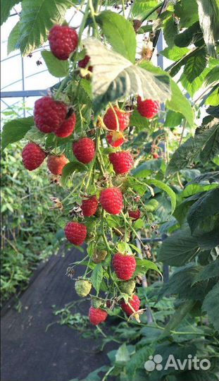 Малина саженцы