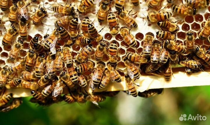 Пчелопакеты 2024