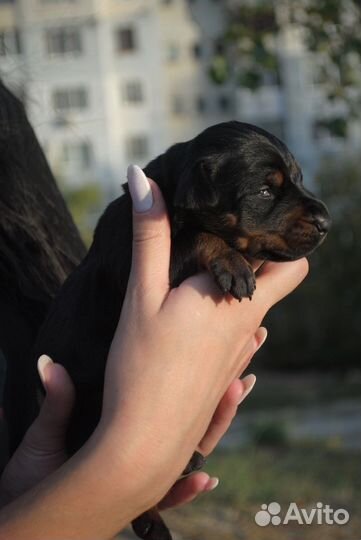 Щенки добермана