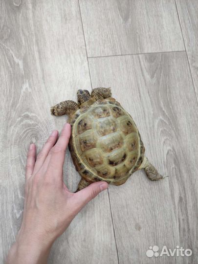 Черепаха сухопутная