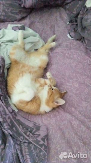 Зооняня для котов