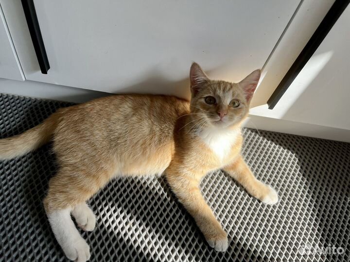 Котенок ищет дом