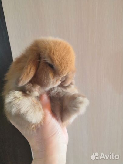 Карликовый крольчонок Минилоп