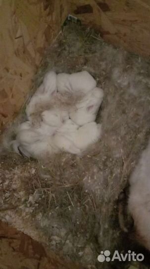 Калифорнийские кролики