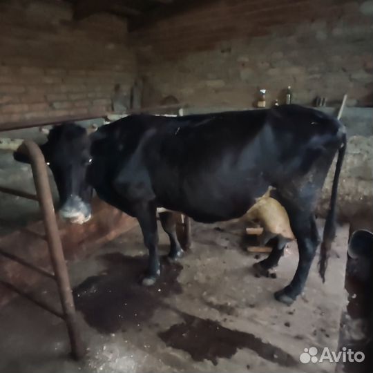 Продается Корова