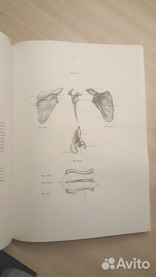 Ене Барчаи. Анатомия для художников