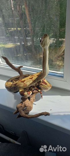 Императорский удав