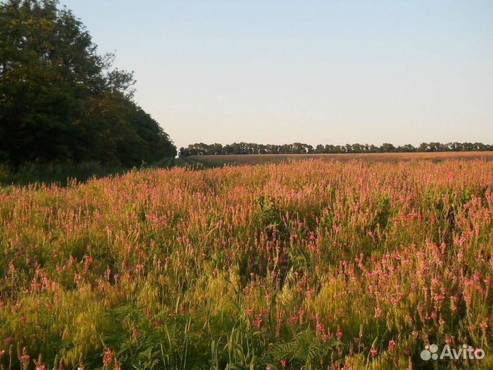 Семена эспарцета