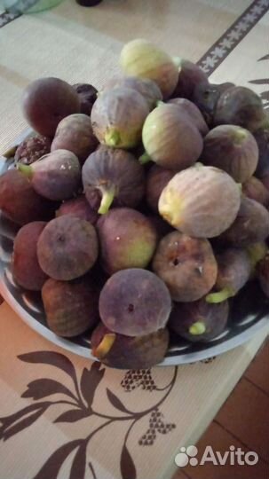 Ежевика ремонтантная, инжир синий, кизил садовый