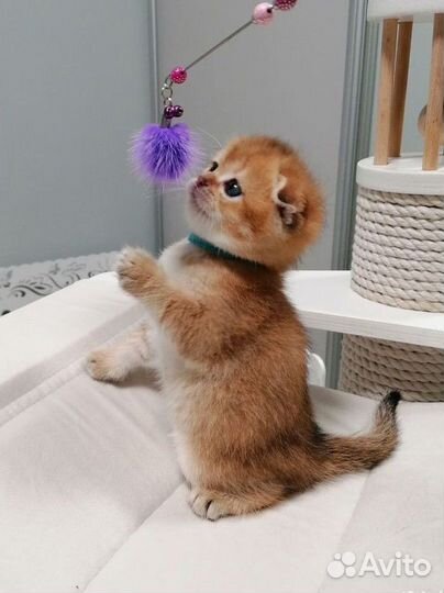 Шотландские котята шиншилла