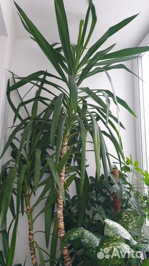 Комнатные цветы юкка