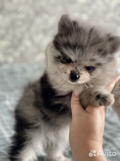 Немецкий шпиц