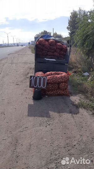 Картофель Гала