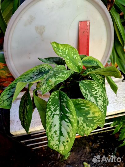 Хомаломена Уоллиса