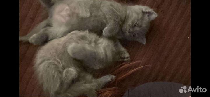 Кошки бесплатно