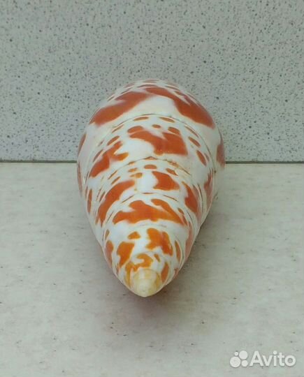 Митра Митра14,1 морская ракушка раковина