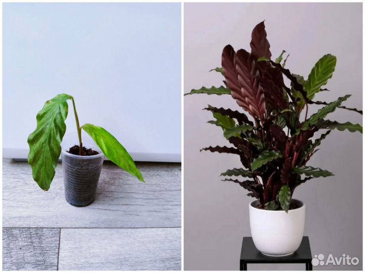 Комнатные цветы