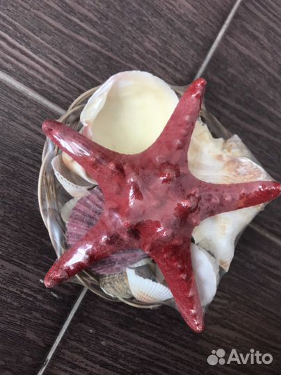 Огромная морская звезда