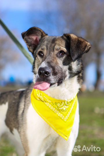 Собаки бесплатно