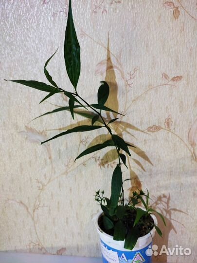Комнатный цветок 